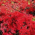 thumbnail image 5 of Azalea Vivid  10 Live Plants  Red Flowering Rhododendron Blooming Shrubs, 5 of 9
