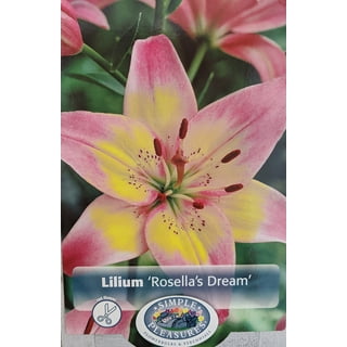 Asiatic Lily Flower Bulb