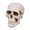 White, variant on Halloween Skulls Shaped Fire Stones for Fire Pits Campfire Fireplaces Fireproof Ceramic Human Skull Decoration Reusable Terrifying Skull