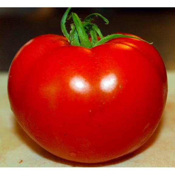 Celebrity Tomato Plant - 4" Pot - Glossy & Bright Red