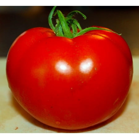 Celebrity Tomato - 2 Live Plants - Glossy & Bright Red - Walmart.com