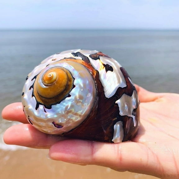 Rare Sea Shell 6 to 7cm Marine Specimen Coastal Style Decoration for Home Office Display Ocean Theme Collectible One Piece