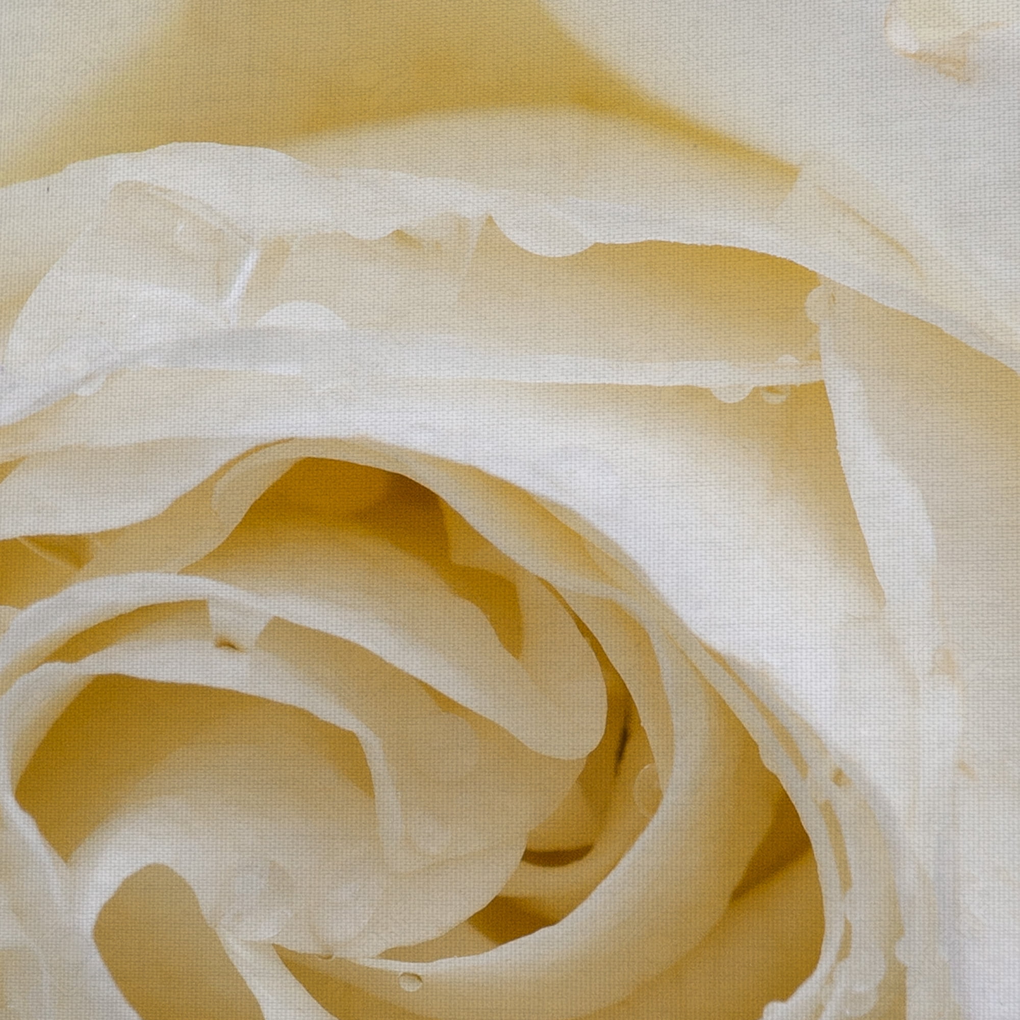 Masterpiece Art Gallery Dewdrops Of A Rose By Robin Constable Hanson Canvas Art Print 35" x 35"