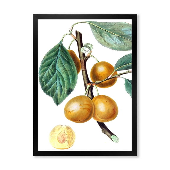 Designart 'Ancient Fruits II' Farmhouse Framed Art Print
