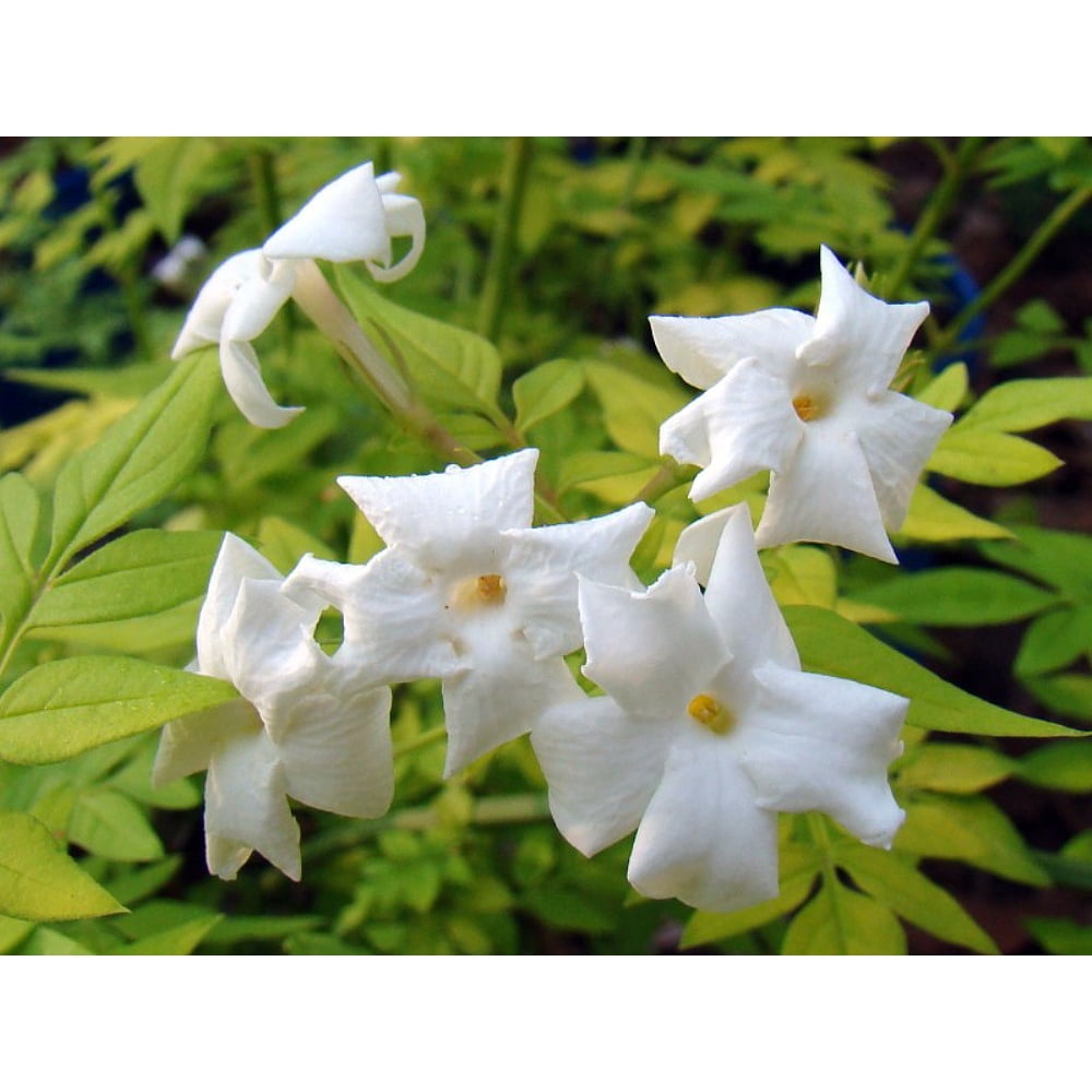 Golden Poet's Jasmine Jasminum officinale Fiona Sunrise Very