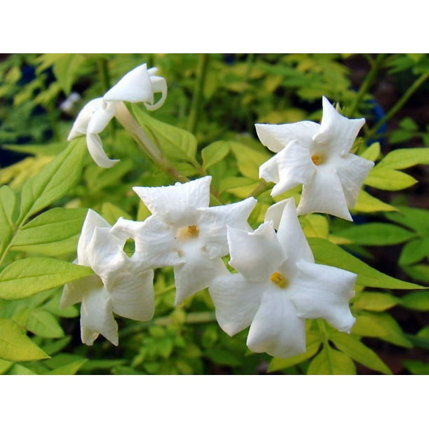 Golden Poet's Jasmine Jasminum officinale Fiona Sunrise Very Fragrant4" Pot