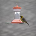 thumbnail image 5 of Perky-Pet 24 oz Oriole Feeder, 5 of 10