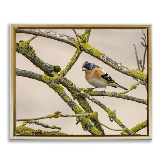 Stupell Industries Farmhouse Orange Bird Mossy Tree Branch Gold Floating Frame Canvas Art, 21 x 17, by Lil' Rue