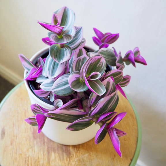 Pink Wandering Jew Live Plant, Variegated Tradescantia Houseplant 4 Inch Pot