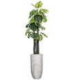 thumbnail image 1 of Vintage Home Artificial 92" High Artificial Faux Monstera With Fiberstone Planter For Home Decor, 1 of 4