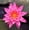 Pink, variant on Live Water Lily Tubers | Pre-Grown Hardy Lily Rhizome in White, Pink, Red, Yellow, Orange, Purple (Purple)