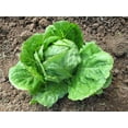 thumbnail image 4 of 3000 *SEEDS - Iceberg Lettuce - Lactuca Sativa Vegetable Seeds, 4 of 11