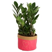 Costa Farms Live Indoor 12in. Tall ZZ Plant Indirect Light Plant in 6in. Washable Paper Love Decor Pot