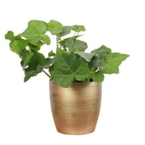 Live Green English Ivy Plant - 4" Decorative Holiday Pot