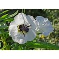 thumbnail image 5 of Night Blooming Morning Glory/ Annual/ Full Sun/25 Seeds 1 Gram/ Zellajake Farm and Garden - B324, 5 of 5