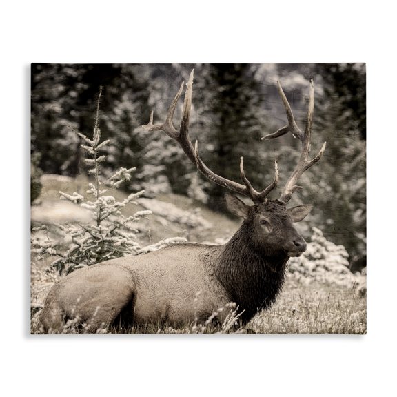 Stupell Industries Farmhouse Elk in Nature Photography Canvas Art, 20 x 16, by Kim Allen
