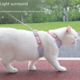 thumbnail image 5 of Correa para gatos anti-roturas, correa para el pecho para gatos, cuerda para caminar para gatos, correa ajustable para mascotas, 5 of 5