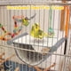 thumbnail image 5 of Nido Colgante en Hamaca para Pájaros, 5 of 7