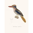 thumbnail image 3 of Coenraad Jacob Temminck 14x18 Black Modern Framed Museum Art Print Titled - Martin-Chasseur Oreillon-Bleu (1838), 3 of 5