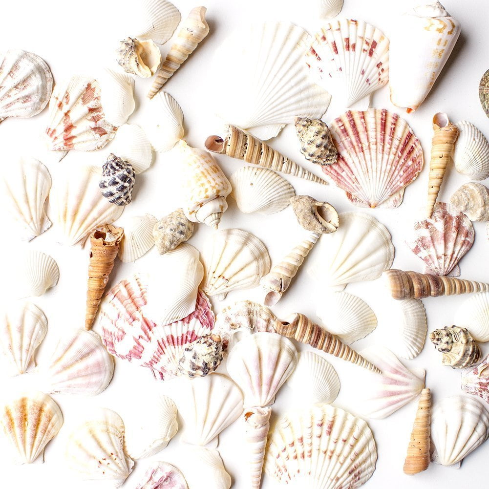 Bag Of 50 Shells Mixed Beach Sea Shells For Decoration 
