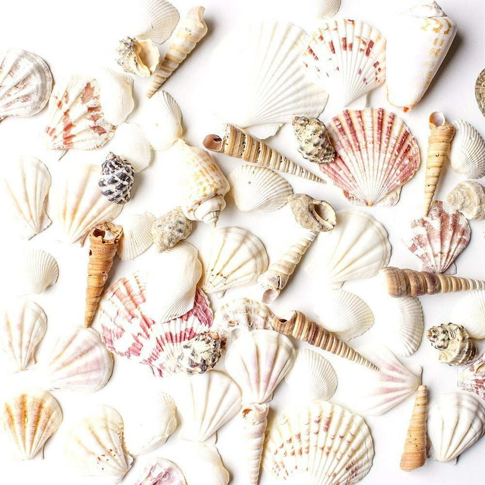 Mixed Beach Seashells Bag of Approx. 50 Seashells