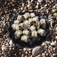 thumbnail image 2 of Adornos Jardín Al Aire Libre Paisajismo Creativo Del Patio Del Arreglo Calaveras Balcón (Estilo B) [juego 20 Calaveras], 2 of 9