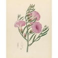 thumbnail image 3 of Clemenz Heinrich Wehdemann 20x24 Black Modern Framed Museum Art Print Titled - Convoolvulus (Tooa Younotheroides) (1817), 3 of 5
