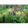 thumbnail image 2 of 5 Seeds YELLOW CANNA LILY Indian Shot Canna Indica Flower Seeds, 2 of 10