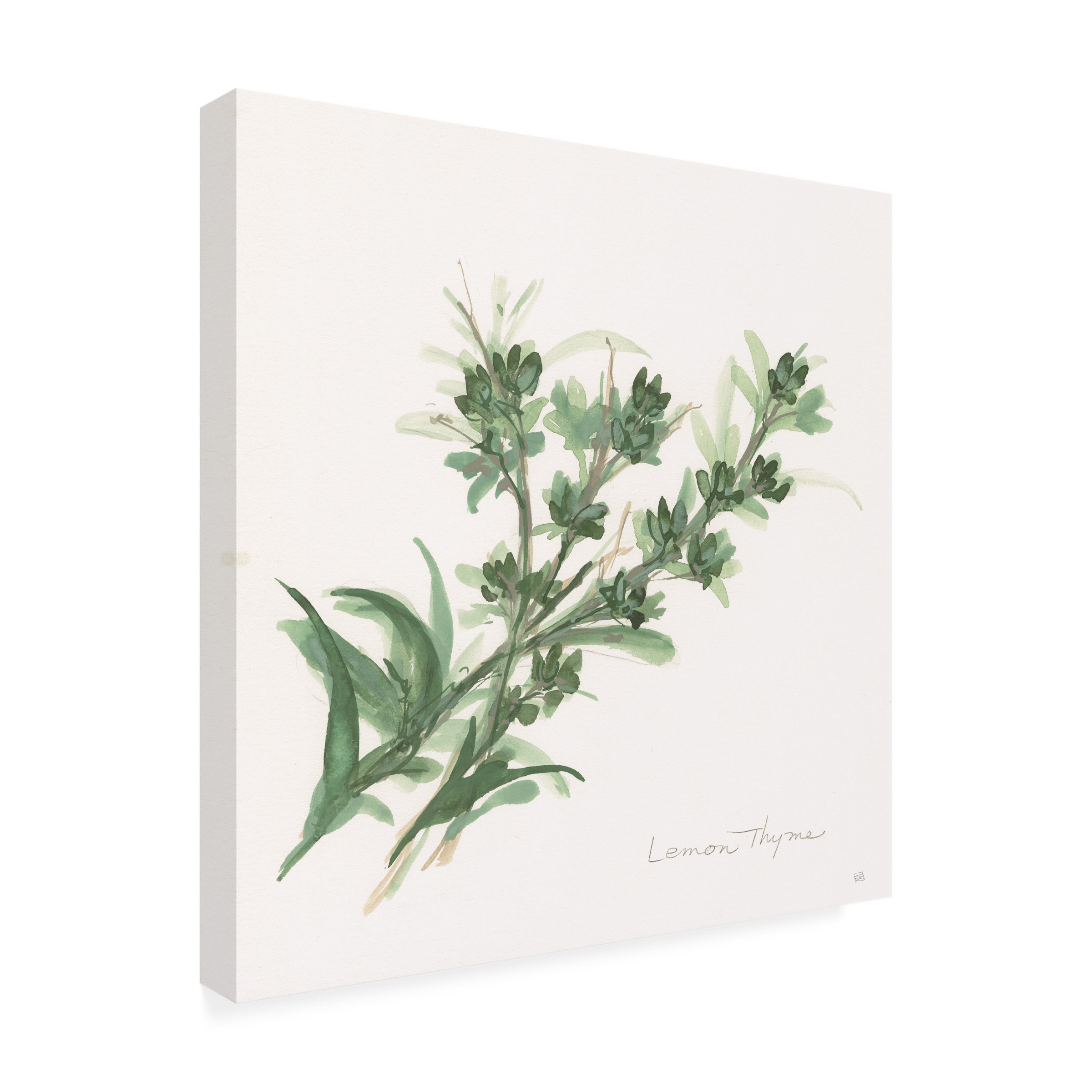 Trademark Fine Art 'Lemon Thyme' Canvas Art by Chris Paschke