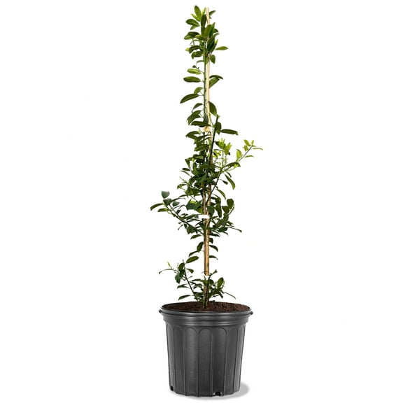 Expert Gardener 3-4 ft tall Eagleston Holly Live Tree in 7-Gallon Grower Pot