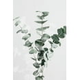 thumbnail image 2 of 1x Studio III 13x18 White Modern Wood Framed Museum Art Print Titled - Eucalyptus Creative 01, 2 of 4