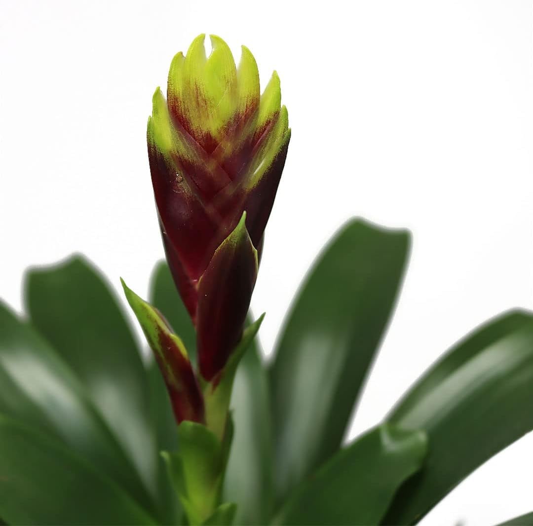 American Plant Exchange Vriesea Vogue Bromeliad