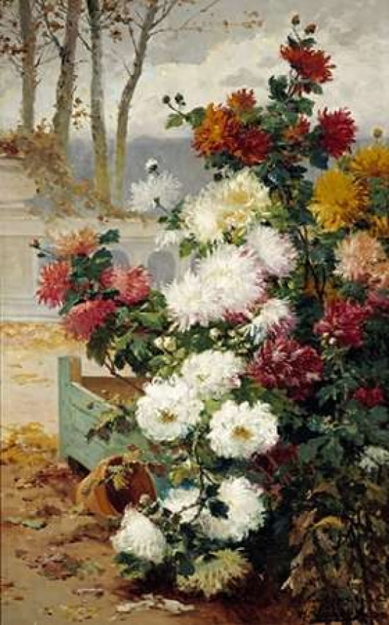 Chrysanthemums In A