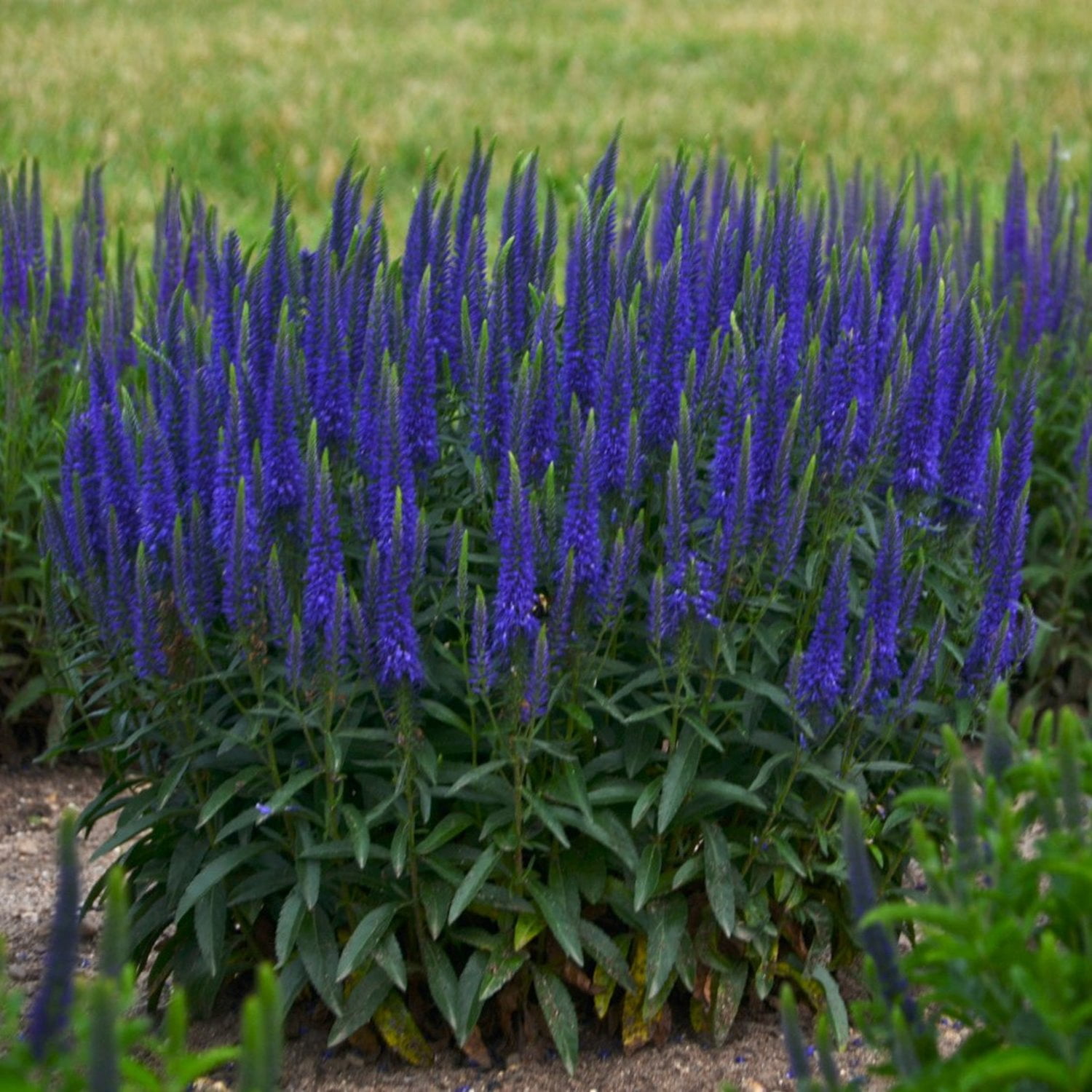 Proven Winners 6" Blue Magic Show 'Wizard of Ahhs' Spike Speedwell Live Plant in 7.5" Pot