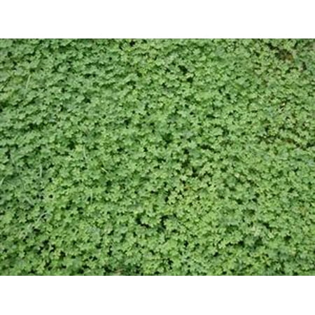 clover micro seed grass seeds lbs bermuda lawn lb triangle ground
