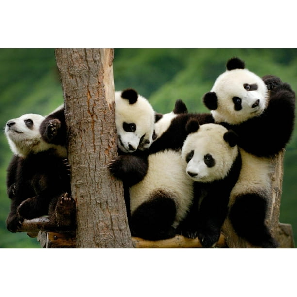 Acrylic Face Mounted Prints Giant Panda Bear China Black ...