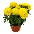 thumbnail image 4 of crisantemo natural verde 5 pulgadas, 4 of 7