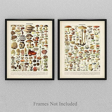 Vintage French Mushrooms Set Of Two 11x14 Unframed Art Print