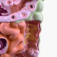 thumbnail image 4 of Modelo de Sistema Digestivo Humano AnatomíA del EstóMago Intestino Grueso Ciego Recto Duodeno Modelo de Estructura de óRganos Internos Humanos, 4 of 6