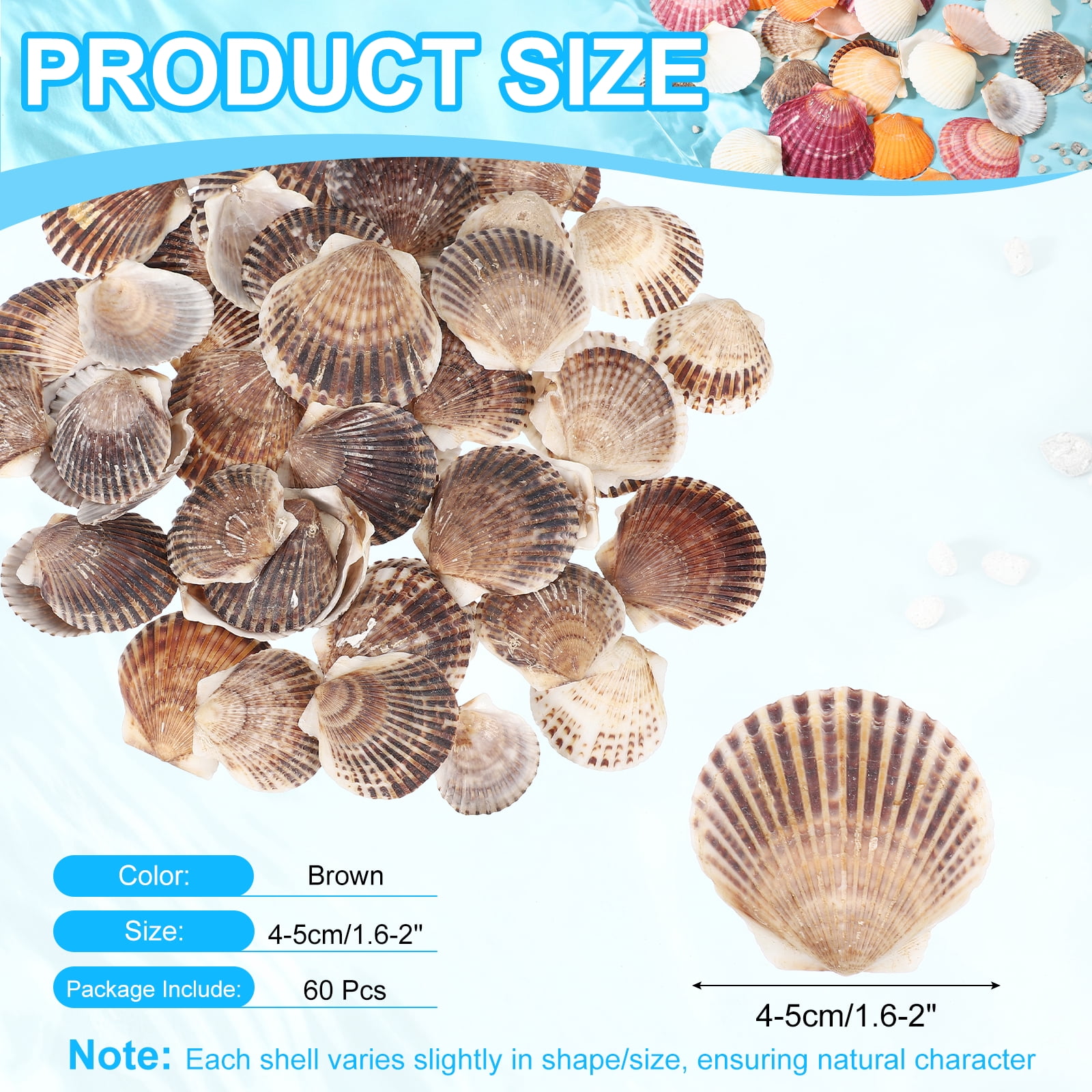 Uxcell 60Pcs Scallop Shells, 1.6"-2" Natural Sea Shells Seashell Bulk for DIY Painting Fish Tank Landscape Beach Theme Party Wedding and Home Decoration, Brown