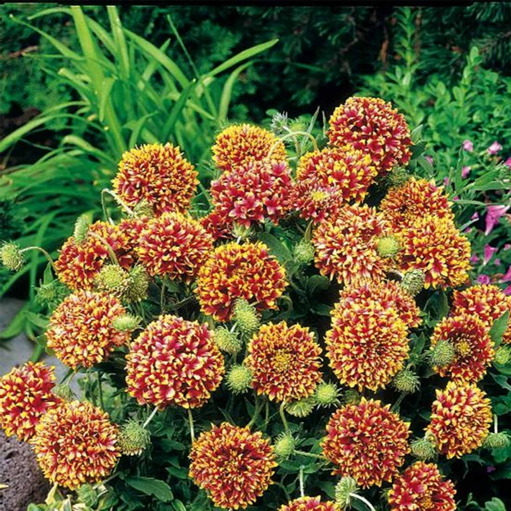 Sundance Bicolor Gaillardia Flower Garden Seeds 1000 Seeds Annual