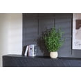 thumbnail image 3 of 2-pack 28" Faux Olive Trees in Beige Ceramic planters, 3 of 5