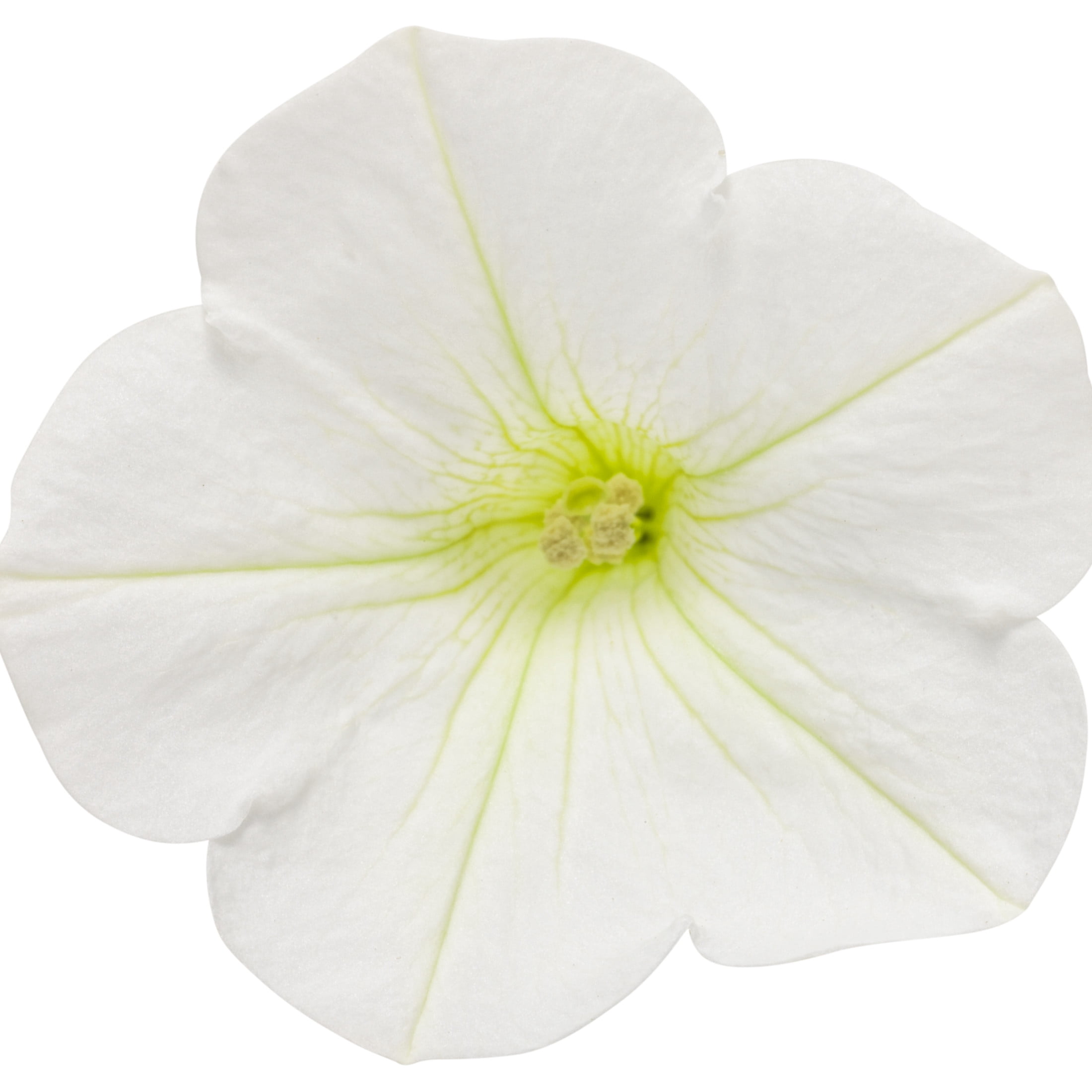 Proven Winners 4" Supertunia Mini Vista White Petunia Live Plant in 4.25" Pot (4 Count)