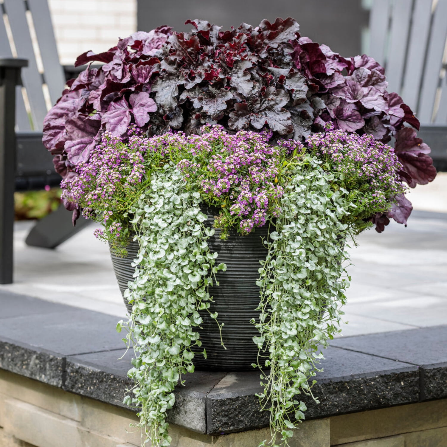 Proven Winners 6" Black Dolce 'Evening Gown' Coral Bells Live Plant in 6.5" Pot