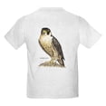 thumbnail image 2 of CafePress - Peregrine Falcon Bird Kids Light T Shirt - Light Classic Kids Graphic, Short Sleeve T-Shirt, Sizes XS-XL, 2 of 5