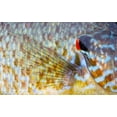 thumbnail image 2 of Delisle, Gilles 18x13 Gold Ornate Wood Framed with Double Matting Museum Art Print Titled - Canada, Quebec, Eastman Pumpkinseed fish, 2 of 4