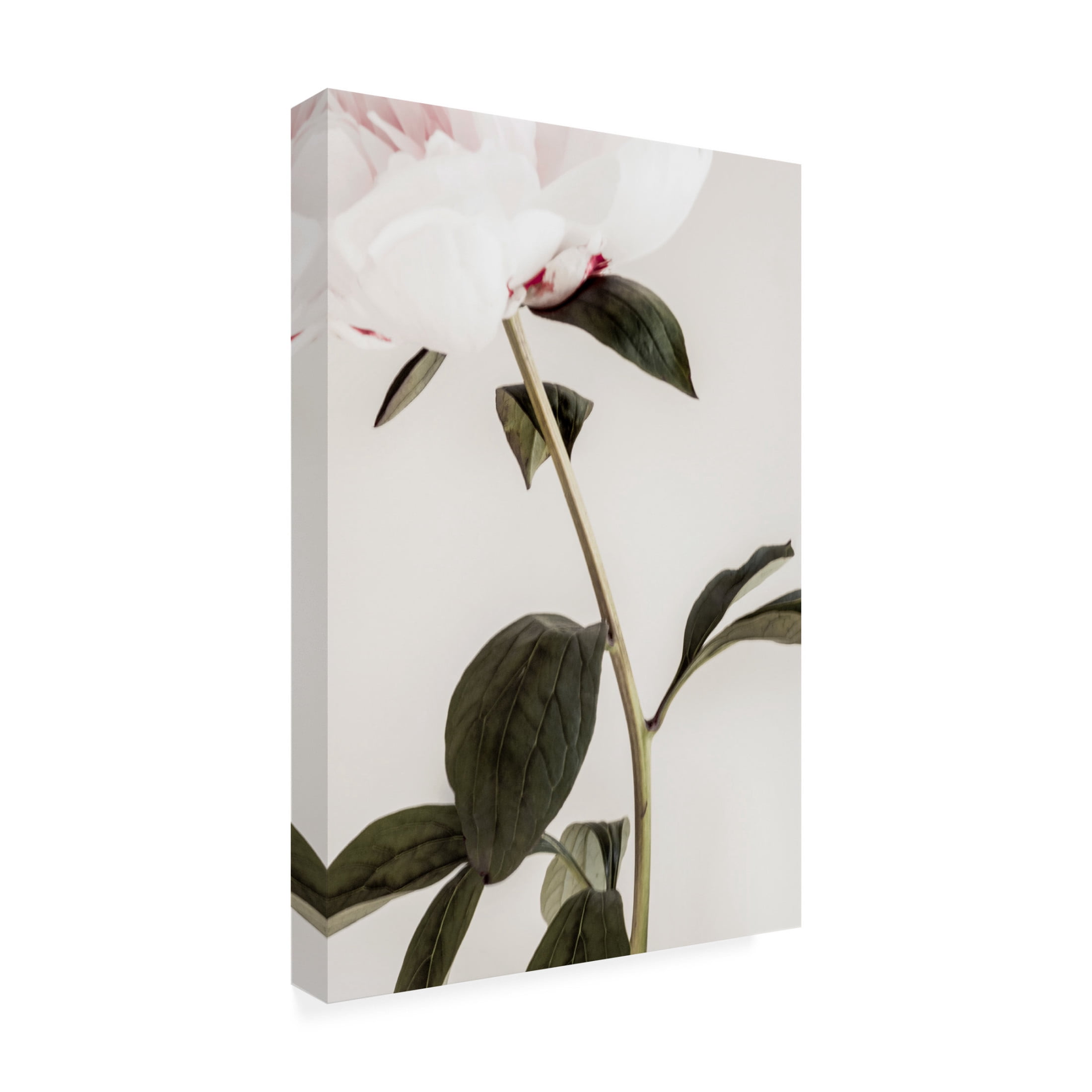 Pictufy Studio III 'Peony 9' Canvas Art - 22 x 32 Inches