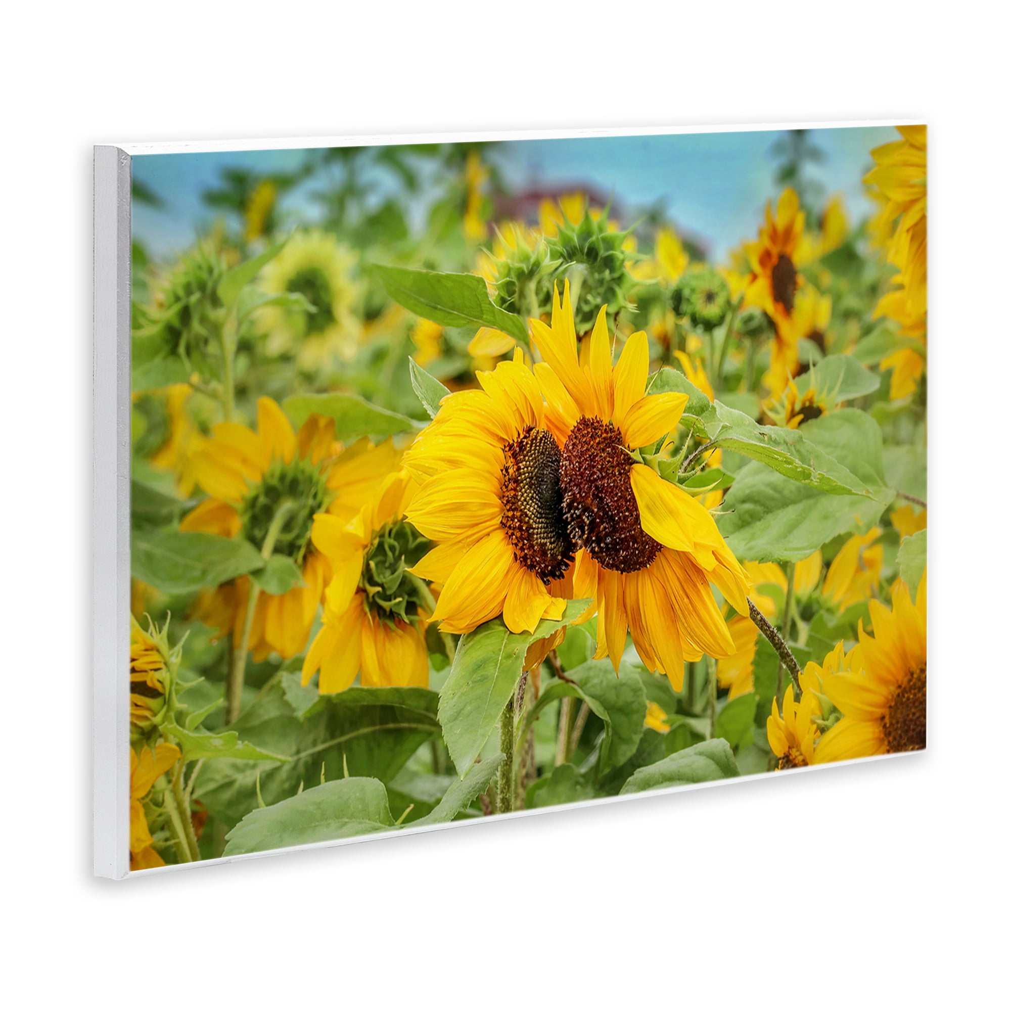 Stupell Industries Sunflower Field Photography Landscape Photography Unframed Art Print Wall Art, 19 x 13