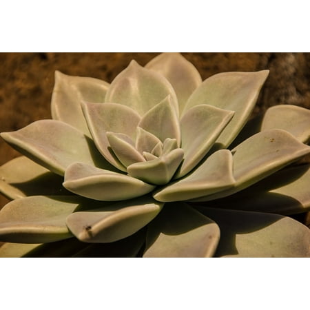 Canvas Print Circle Green Rosette Pattern Succulent Grey Stretched Canvas 10 X 14