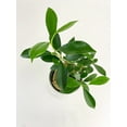 thumbnail image 3 of Ficus Microcarpa 'Moclame' Mini Bonsai Tree - Live Air-Purifying Indoor Plant in Nursery Pot – Easy Care, Low Maintenance Houseplant for Home & Office Decor, Natural Air Cleaner, Best for Beginners, 3 of 7